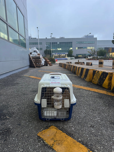 Two of puppies are traveled to Dubai ♥