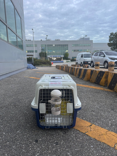 Male Poodle Rex traveled to Los Angeles ♥