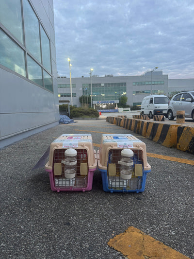 Two of puppies are traveled to Chicago♥