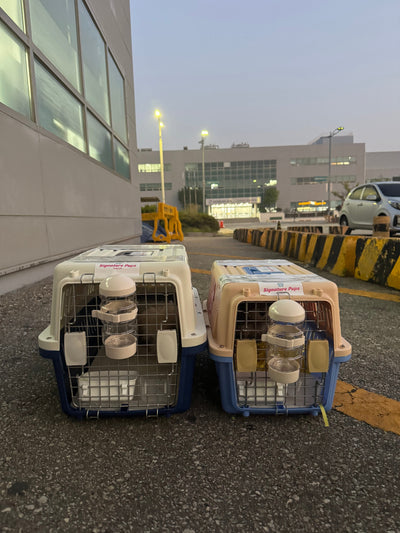 Two of puppies are traveled to Los Angeles ♥