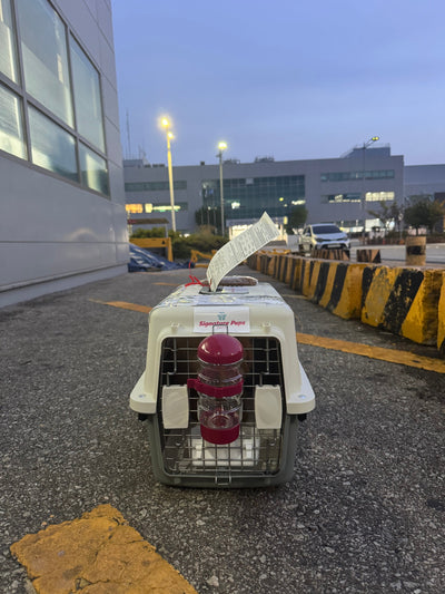 Male Maltipoo Roy traveled to Toronto ♥