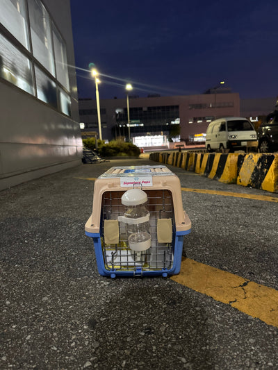 Male Pomeranian Pico traveled to New York ♥