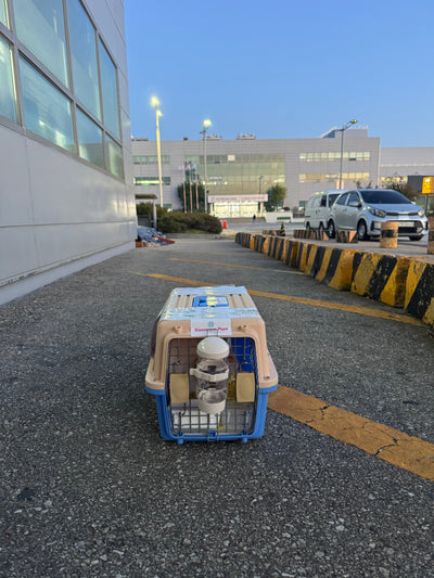 Male Maltipoo Pepe traveled to Los Angeles ♥