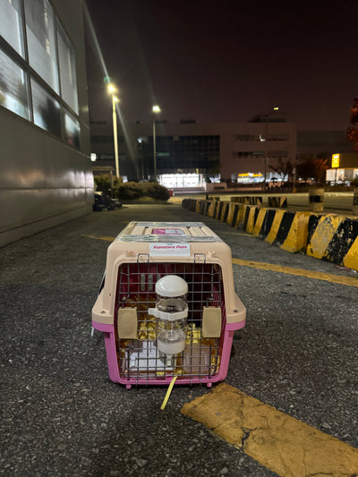 Male Poodle Yoshi traveled to Dallas ♥