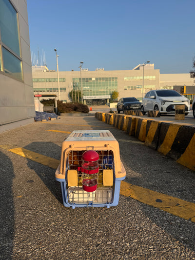 Female Maltipoo Coco traveled to  San Francisco ♥