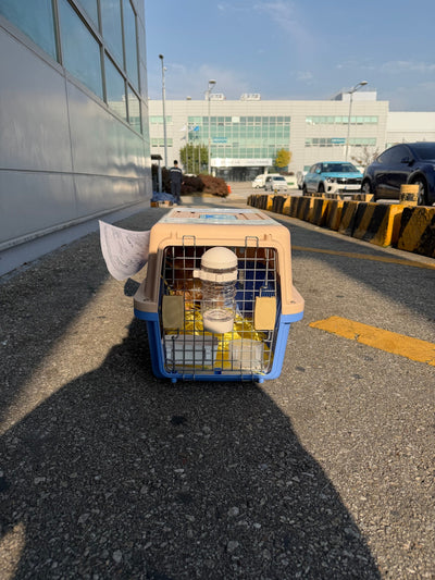 Male Cavapoo Disel traveled to Los Angeles ♥