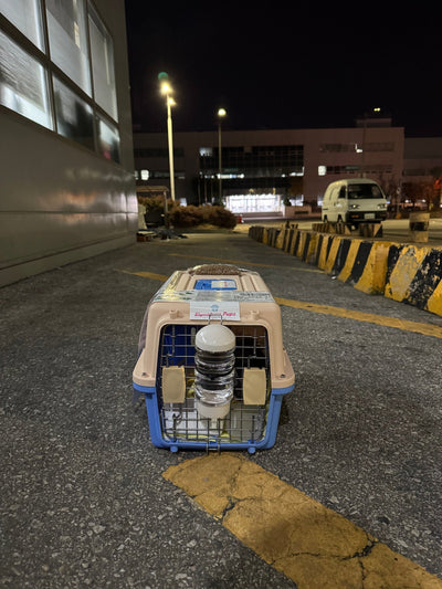 Male Poodle Coco traveled to Hongkong ♥