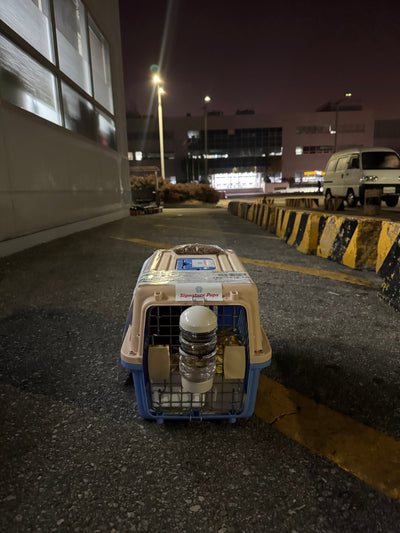 Female Poodle Rose traveled to Toronto ♥