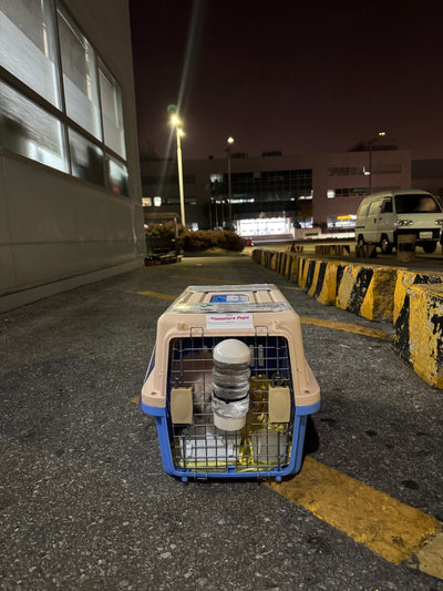 Female Coton de Tulear Sonny traveled to Dallas ♥