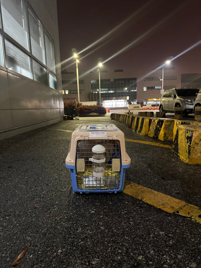 Maltese Sky traveled to Chicago♥