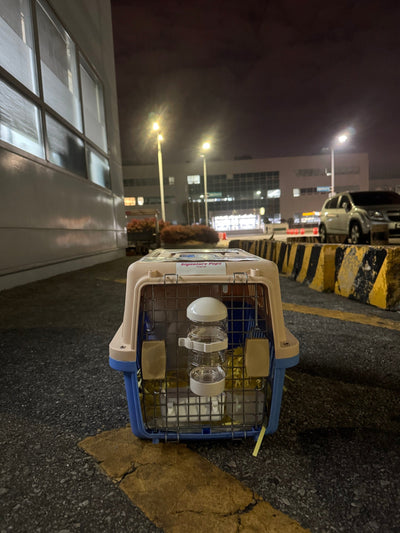 Pomeranian Buzz traveled to Los Angeles ♥