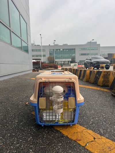 Bichon Frise Enzo traveled to Dubai ♥