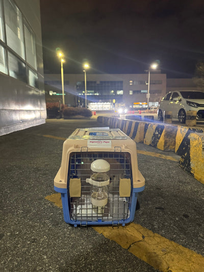 Pomeranian Shu traveled to San Francisco ♥