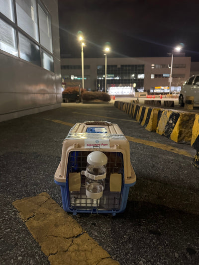 Maltipoo Lilly traveled to Hong kong ♥