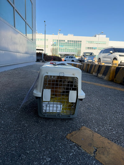 Maltipoo Ari traveled to Vancouver ♥