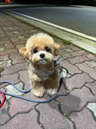 Male Maltipoo Luffy from Korea