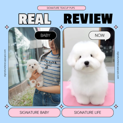 Coton de Tuléar Sundol ♥