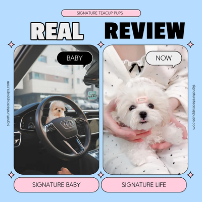 White Maltipoo Minimi ♥