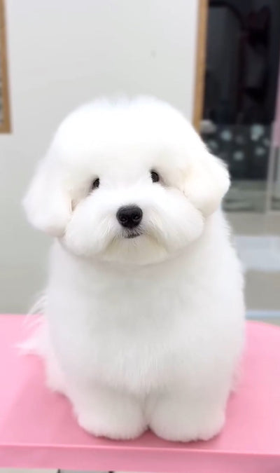 Male Coton de Tuléar Sundol from Korea