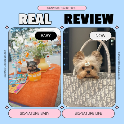 Yorkshire Terrier Summer ♥