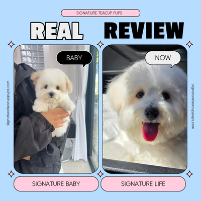 Coton de Tuléar Rami ♥