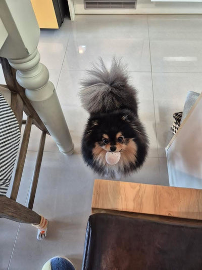 Male Pomeranian Lotto from Korea