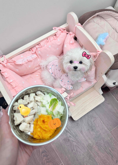 Female Maltipoo Minimi from Toronto