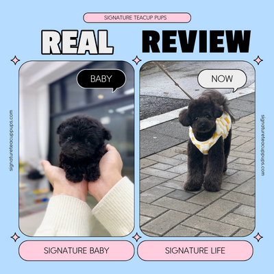 Black Maltipoo Kkami ♥