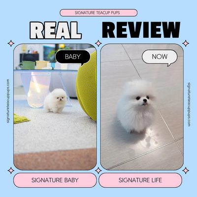 Pomeranian Fendi ♥