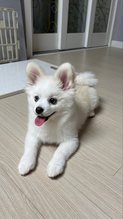 Male Silver Pomsky Hyuji from Korea