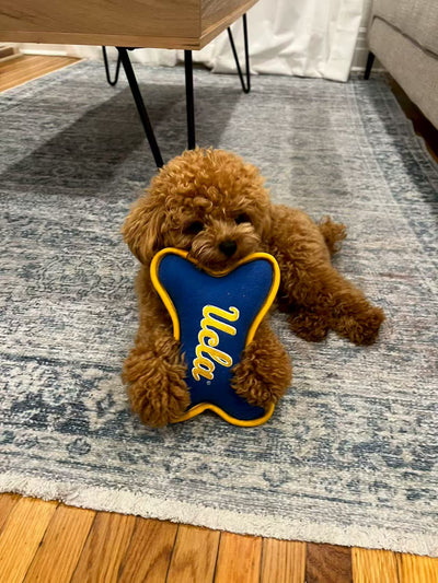 Female Poodle Maya from San Francisco