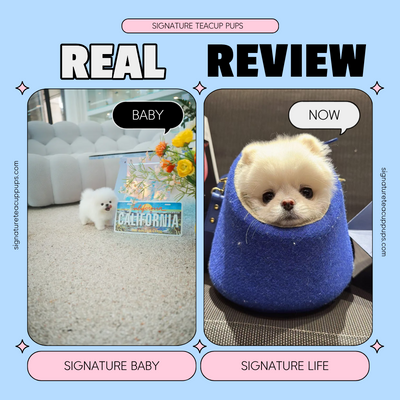 Pomeranian Luffy ♥