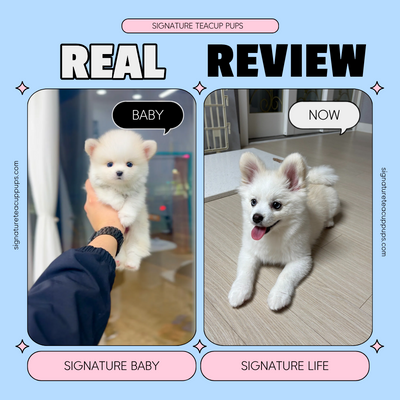 Silver Pomsky Hyuji ♥