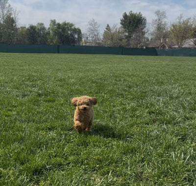 Female Poodle Maya from San Francisco