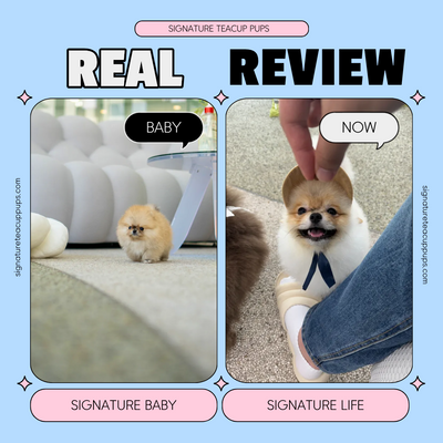 Sable Pomeranian Gurem ♥