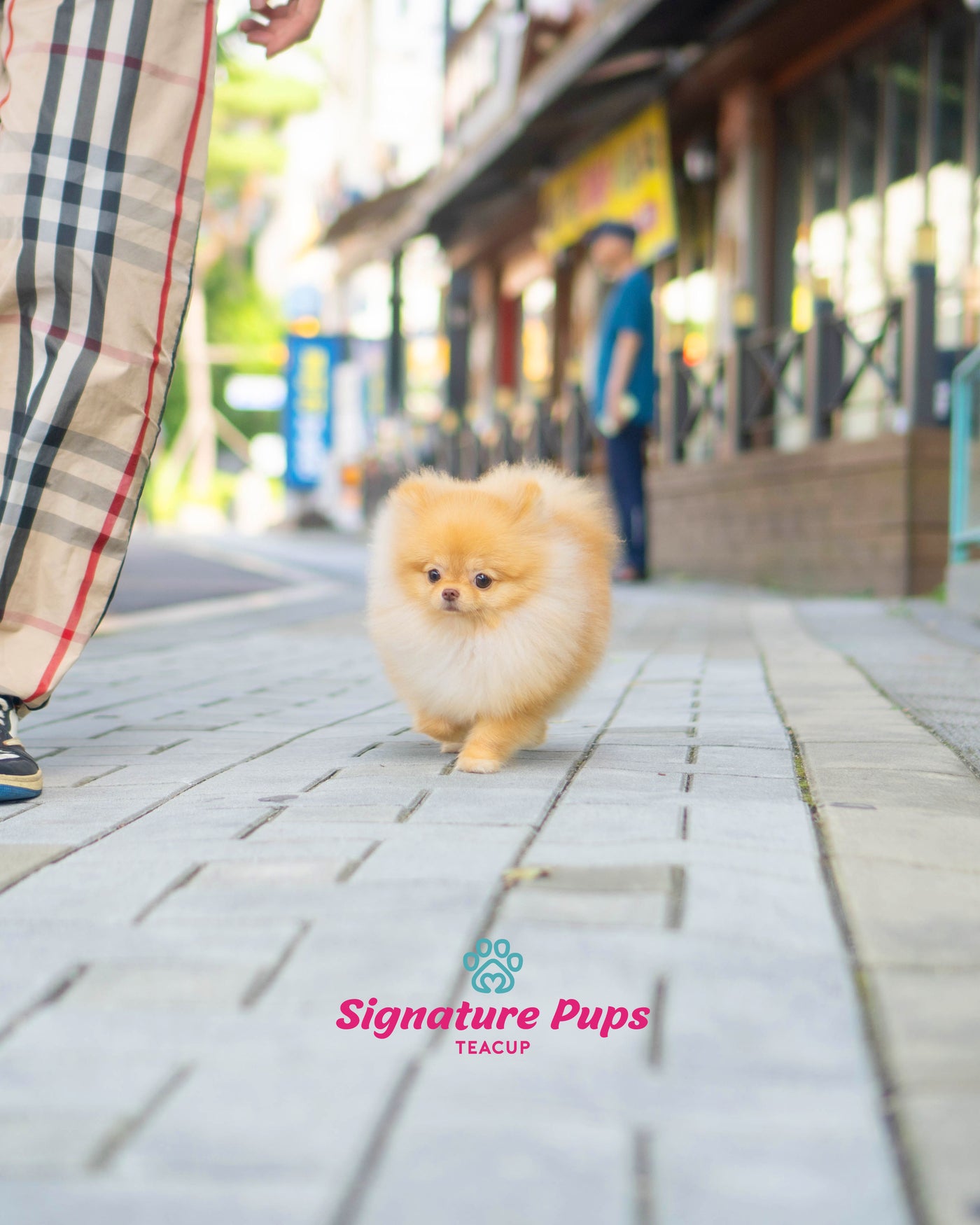 8 Month old Pomeranian - Welly