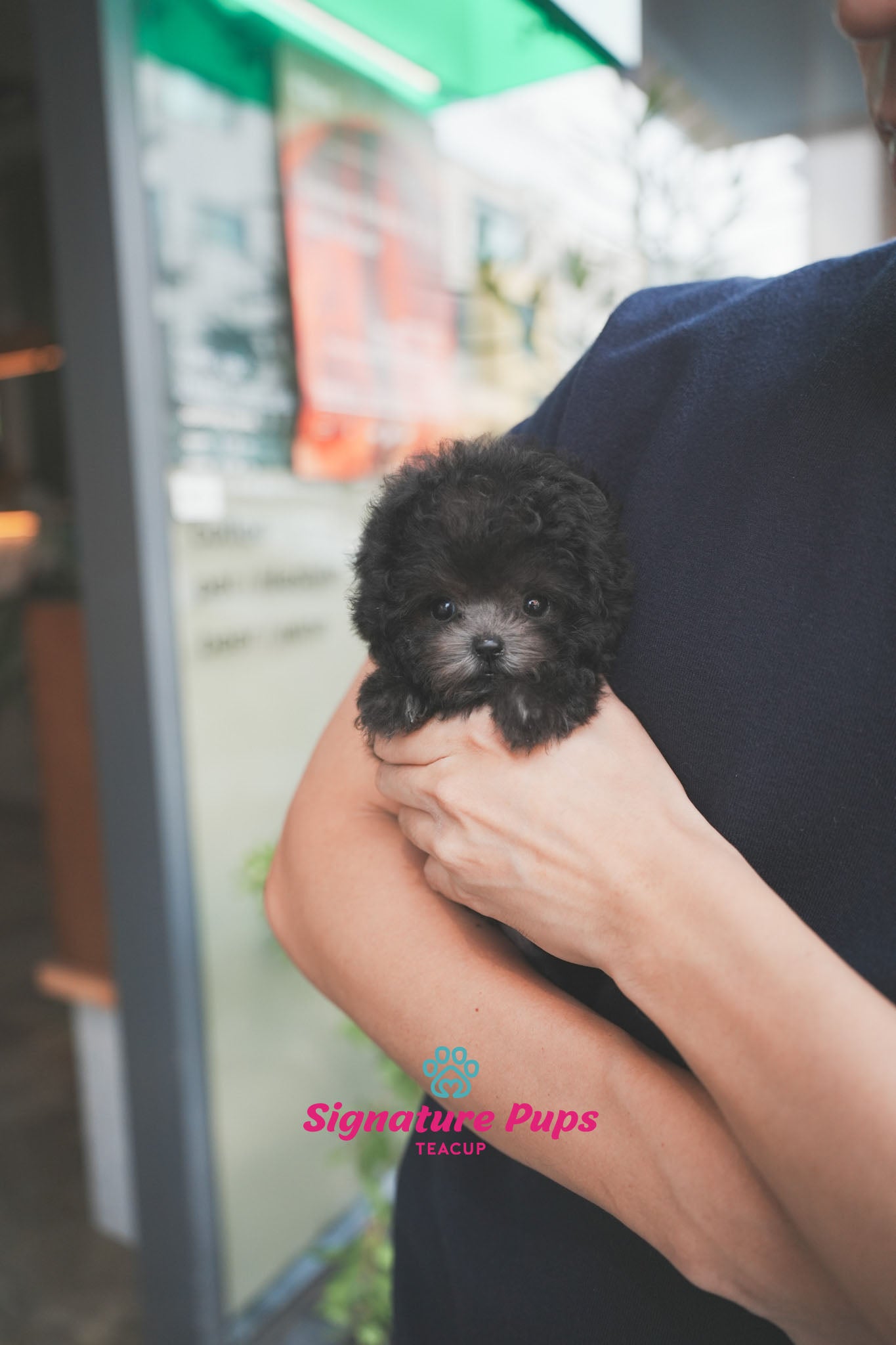 Micro Size Silver Poodle - Momo