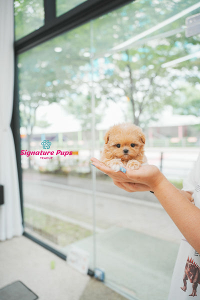 Maltipoo - Cherry
