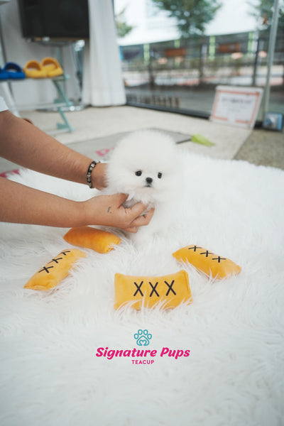 FCI Pedigree Pomeranian - Miso