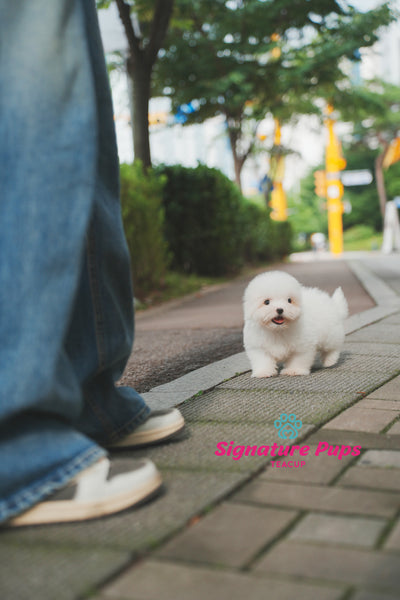 Coton de Tulear - Dony