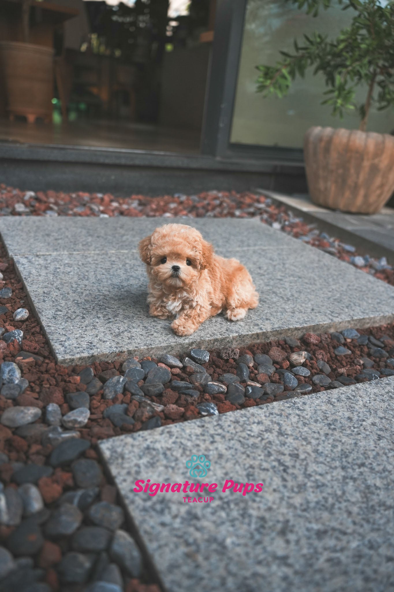 Maltipoo - Benji