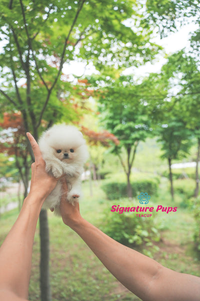 Micro Pomeranian - Marshmello