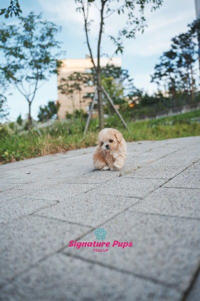 Maltipoo - Maple