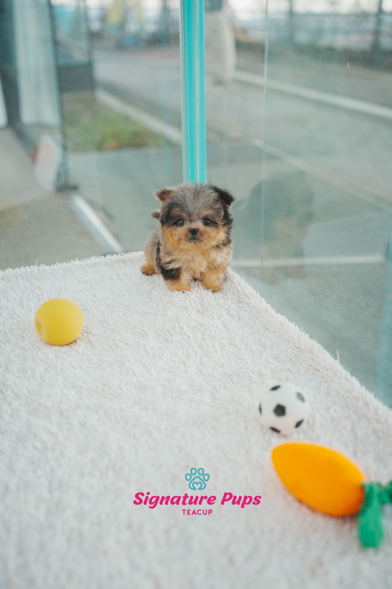 Blue Merle Maltipoo - Mari