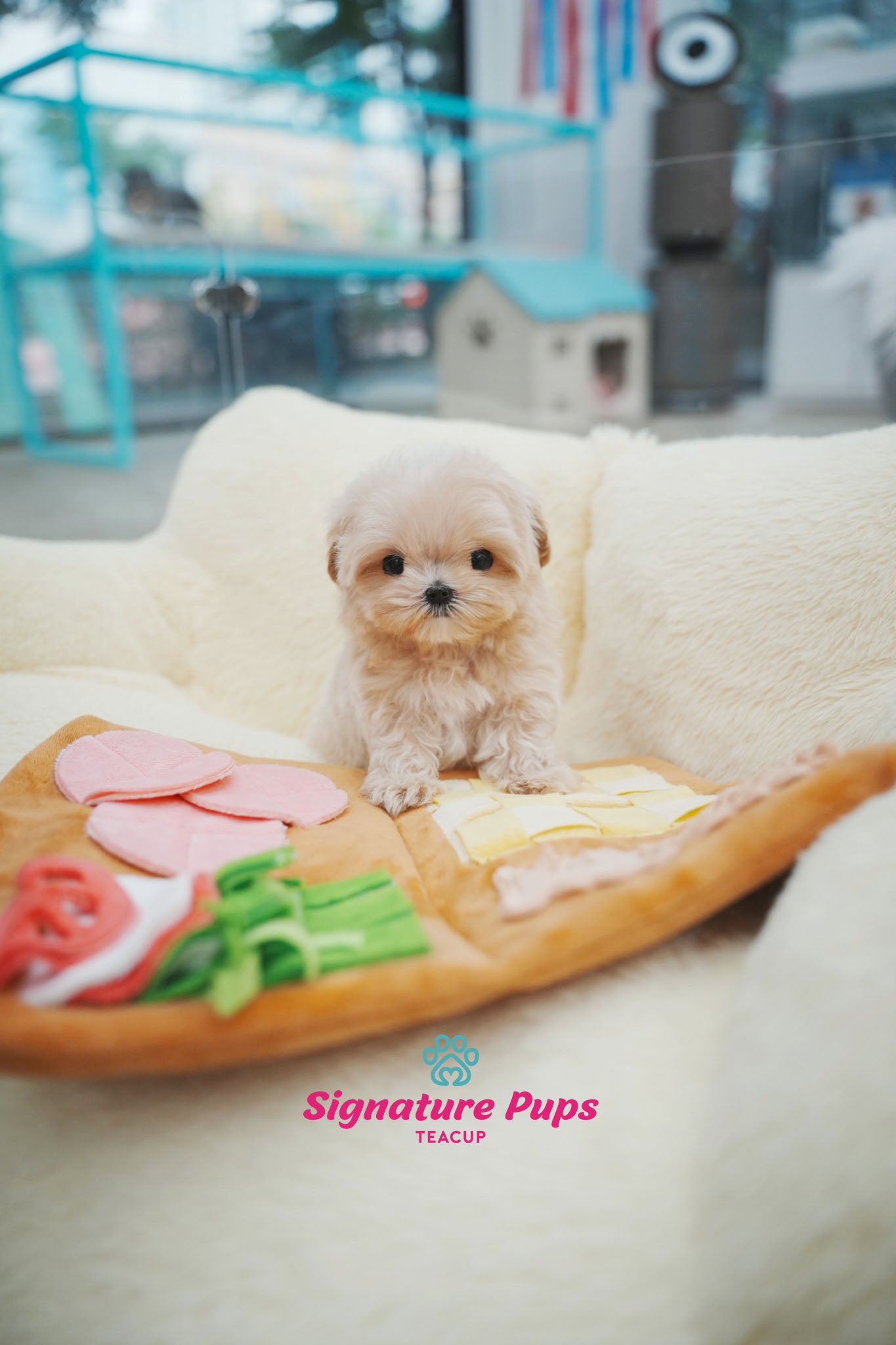 Maltipoo - Mina