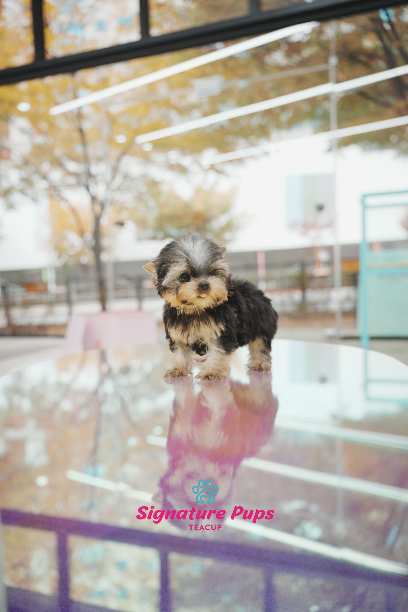 Yorkshire Terrier - Chloe