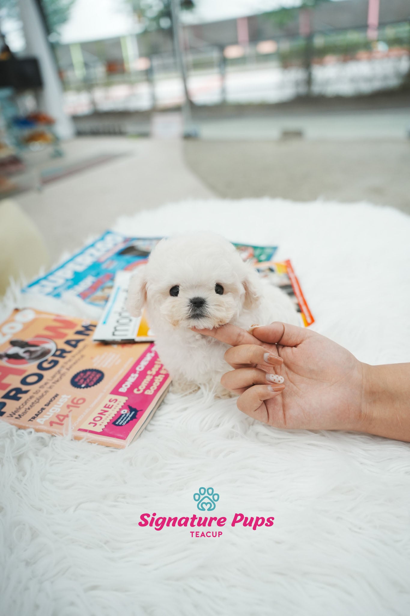 Mini Bichon Frise - Leo