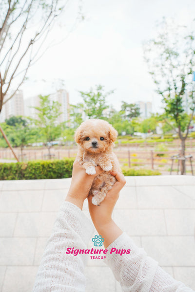 Maltipoo - Momo (Reserved to San Francisco)