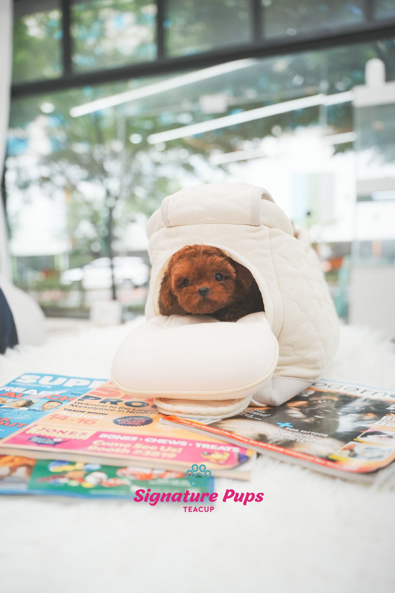 Red Poodle - Wendy