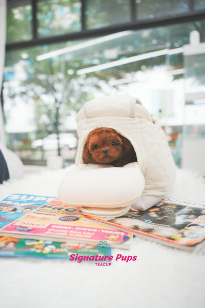 Red Poodle - Wendy